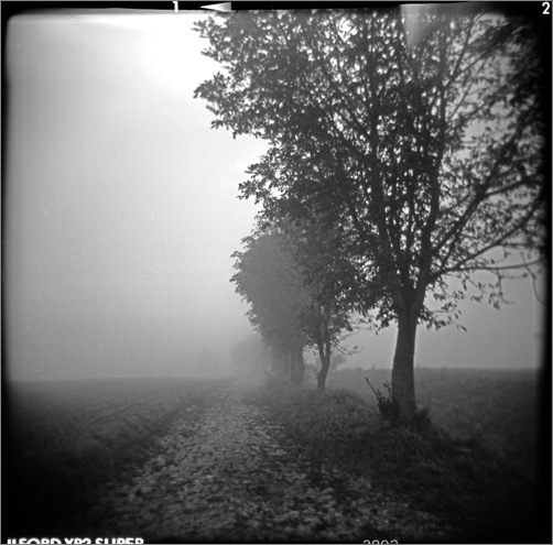 Allee4