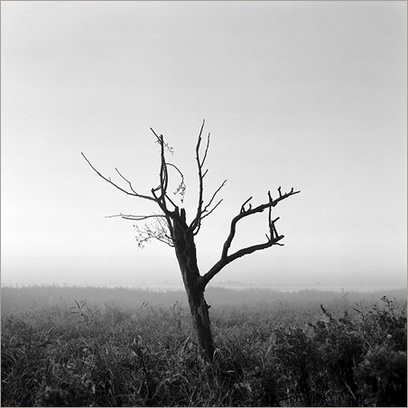 toter-Baum2
